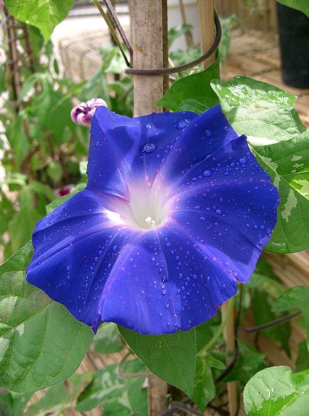 Purple Morning Glory
